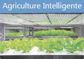 IOT agriculture intelligente